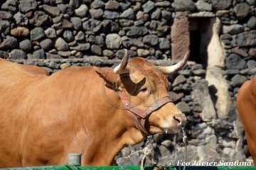 Muestra de ganado de las fiestas del patrono de Telde (Foto  Francisco Javier Santana)